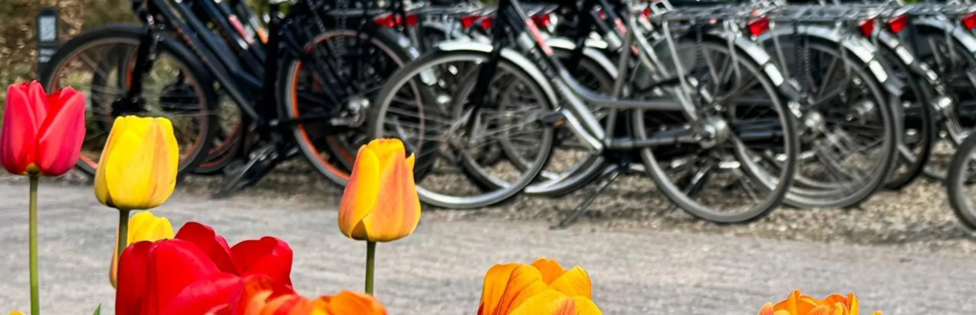 Fietsverhuur haeghehorst 1