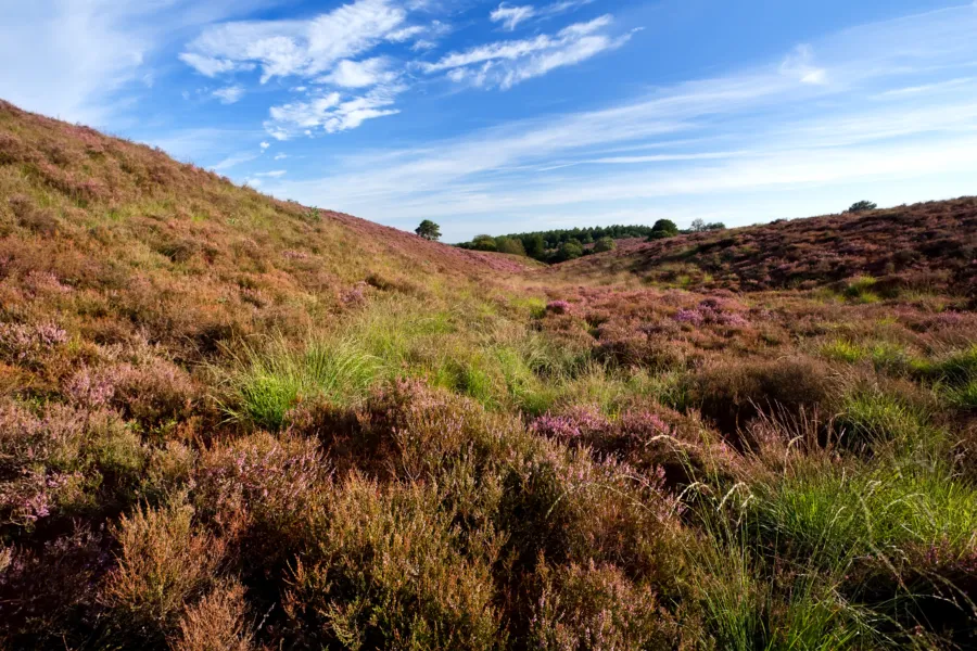 Veluwe 2