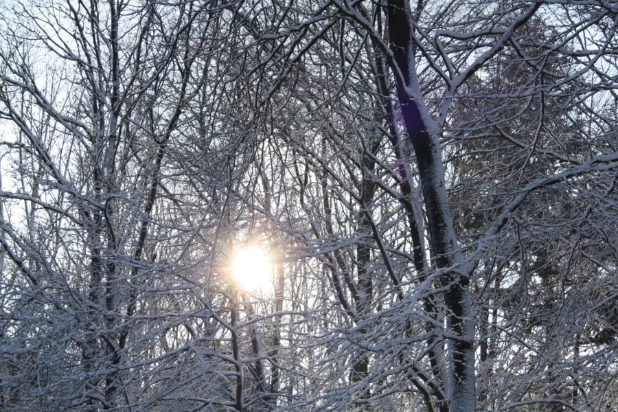 Winter Haeghehorst Veluwe 2
